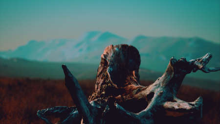 old tree stump trunk on the hill at sunset