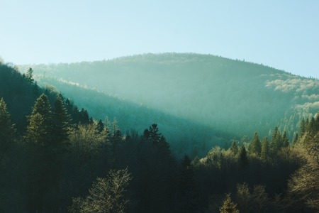 Fantastic view of winter fir mountain forest