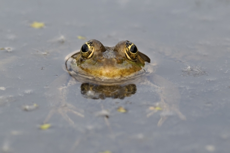 Marsh frog, Rana ridibunda, single frog in water, captive, April 2011 ...