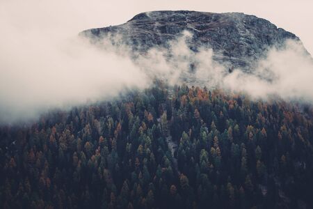 Moody capture of mountain forest with morning mist
