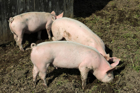 Three small pink pigs plow the ground - Stock Image - Everypixel