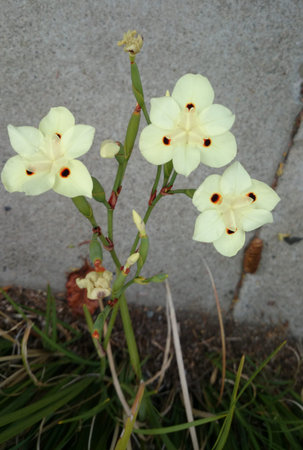 Bicolor Iris, Yellow Iris, Dietes bicolor, tufted perennial her with ...