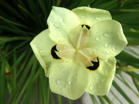 Bicolor Iris, Yellow Iris, Dietes bicolor, tufted perennial her with ...