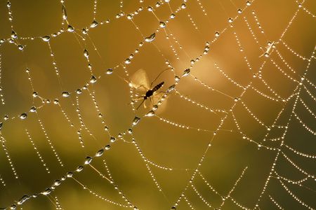 The mosquito has got in a web - Stock Image - Everypixel